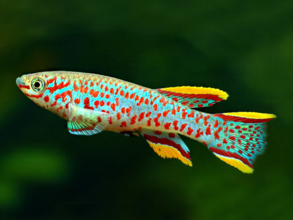Fundulopanchax Gardneri Casal