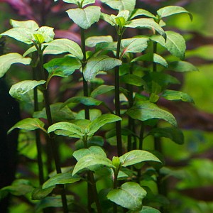 ACMELLA REPENS