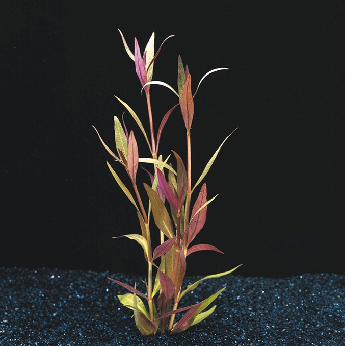 ALTERNANTHERA REINECKII