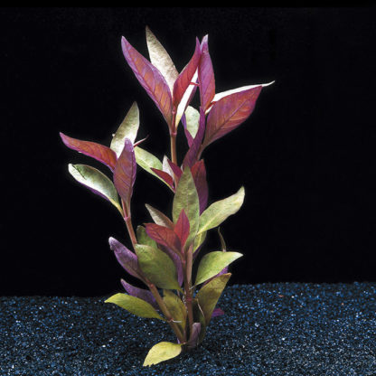 Alternanthera Reineckii Lilacina