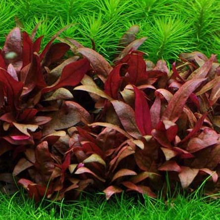 ALTERNANTHERA REINECKII MINI