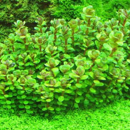 Ammania sp bonsai