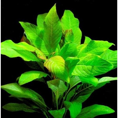 HYGROPHYLA CORYMBOSA