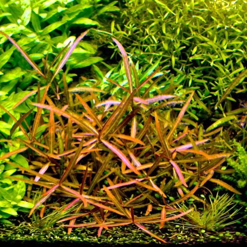 Hygrophila Lancea Araguaia