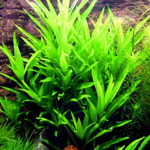 HYGROPHILA SALICIFOLIA