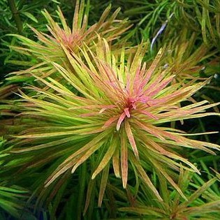 Ludwigia inclinata cuba