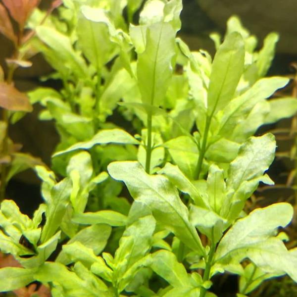 Ludwigia inclinata green