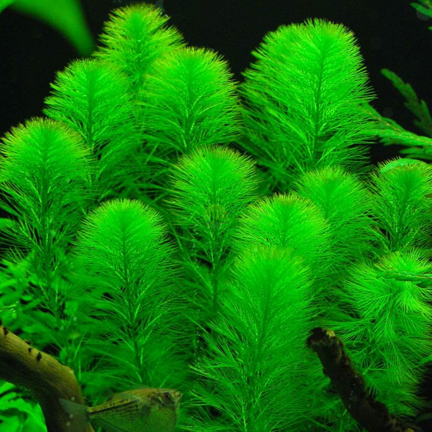 Myriophyllum Elatinoides