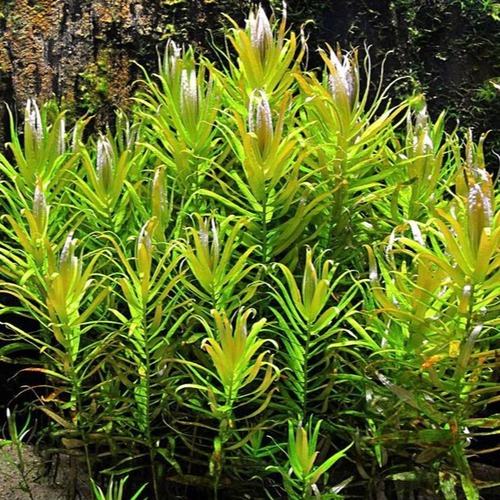 Nessaea Pedicellata