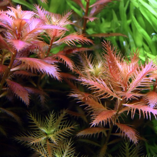 PROSERPINACA PALUSTRIS
