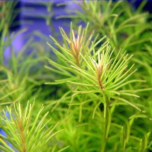 Rotala sp. Nanjeshan