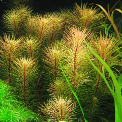 ROTALA SP. VIETNAM