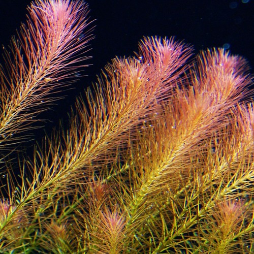 Rotala wallichi