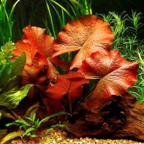 Nymphaea Lotus Tigre desde