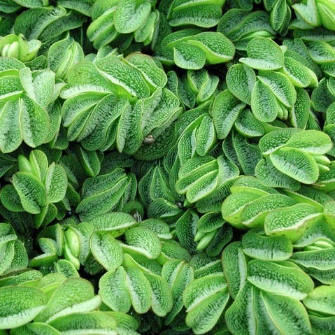 salvinia
