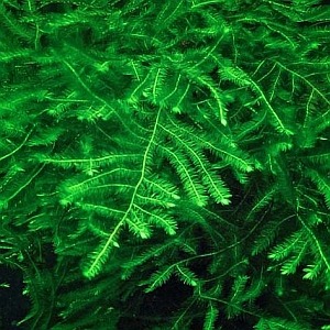 Spiky Moss