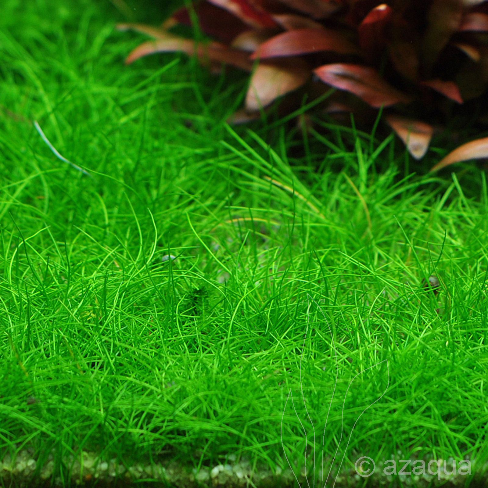 eleocharis acicularis