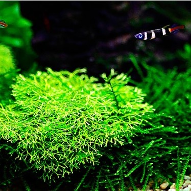 Riccia fluitans