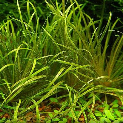 Blyxa japonica