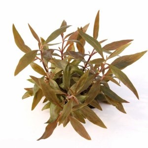 Alternanthera Reineckii MINI EMERGIDA