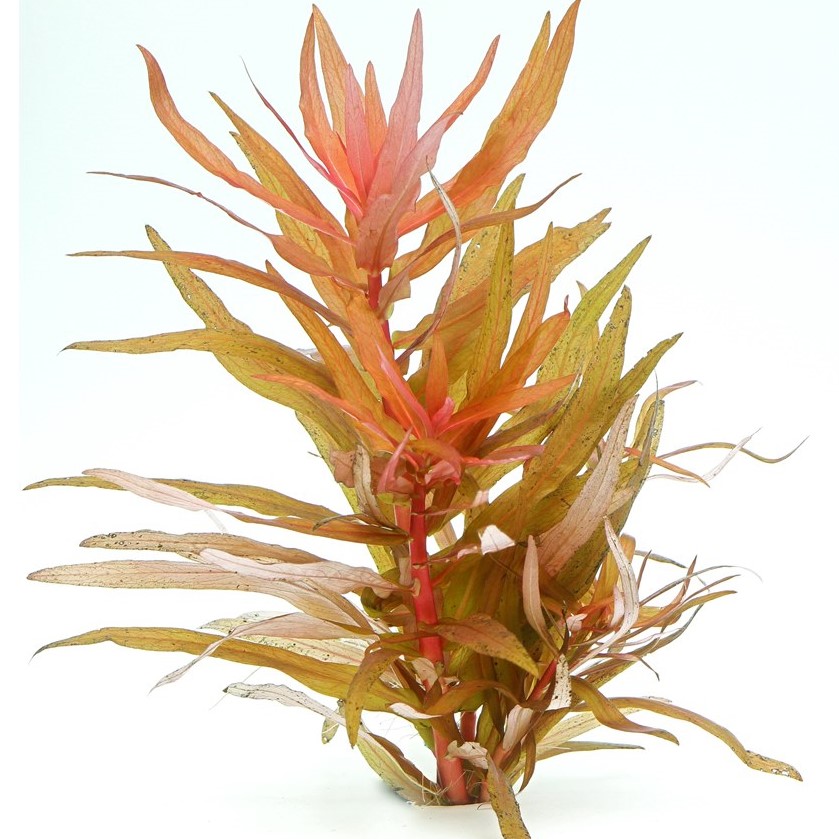 Ammania Gracilis EMERGIDA