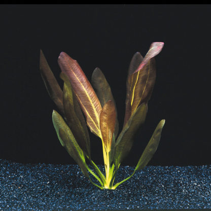 Aquarius (Echinodorus) Barthii