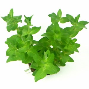 Bacopa caroliniana EMERGIDA