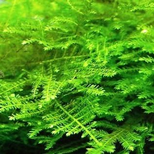 Christmas moss