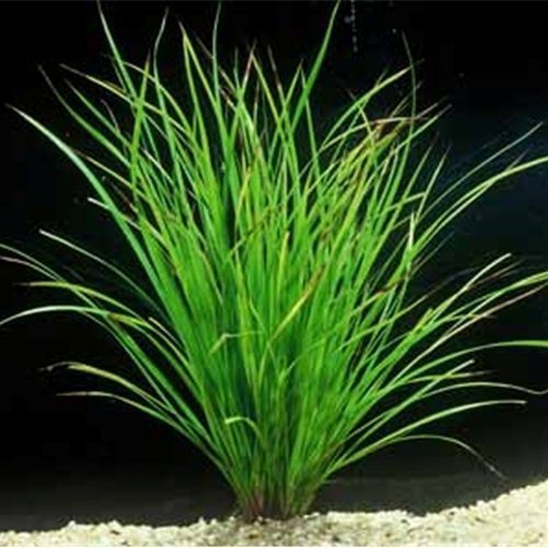 Cyperus Helferi