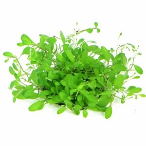 Glossostigma elatinoides EMERGIDA
