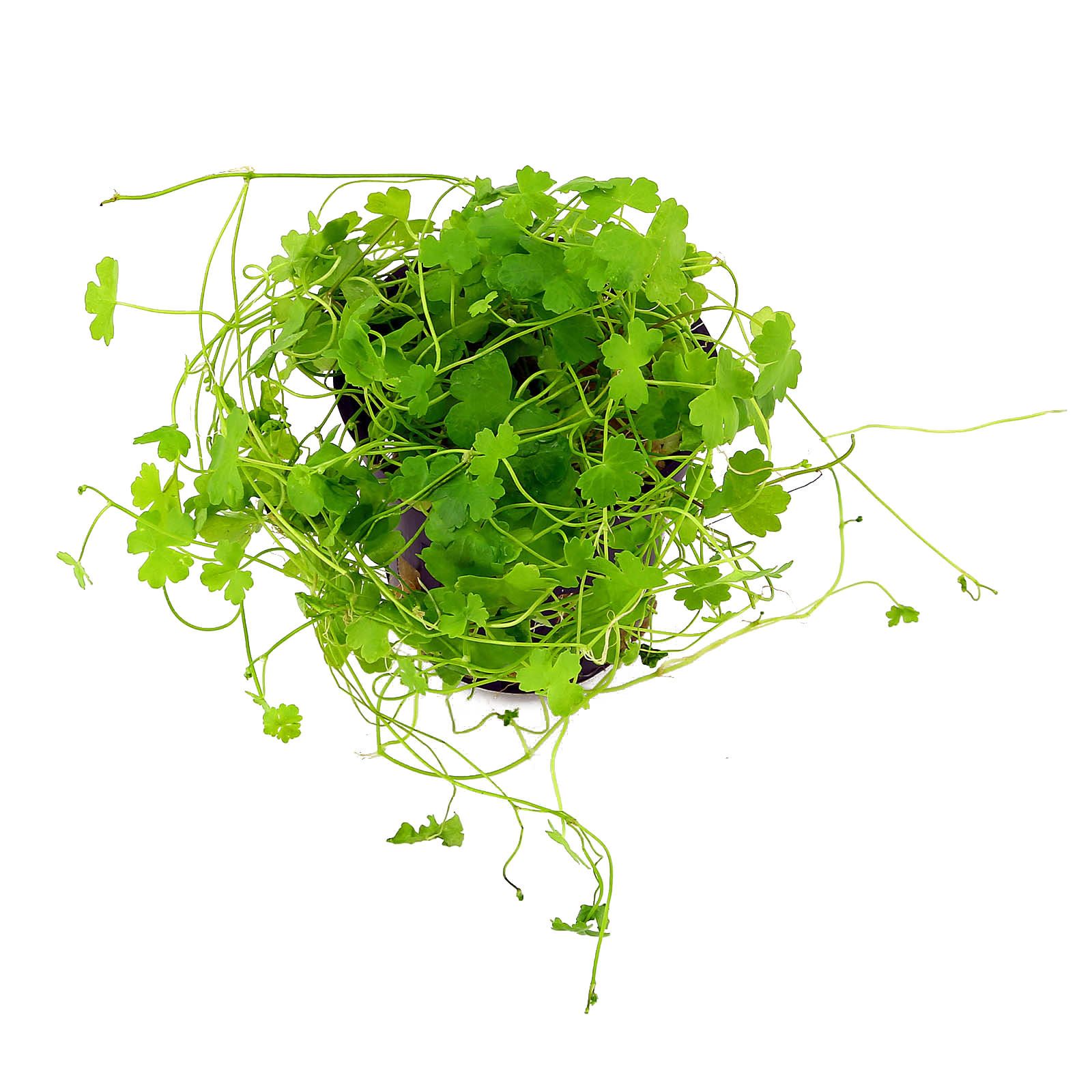 Hydrocotyle tripartita EMERGIDA