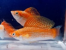 Molly Blood Red Velífera