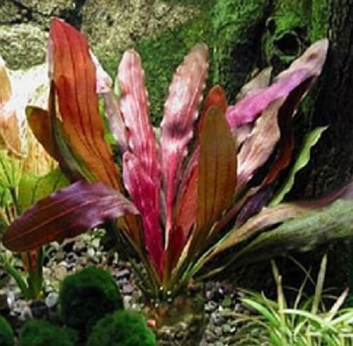 Aquarius (Echinodorus) Red Rubin
