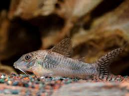 Coridora Ellisae / Aurofrenatus