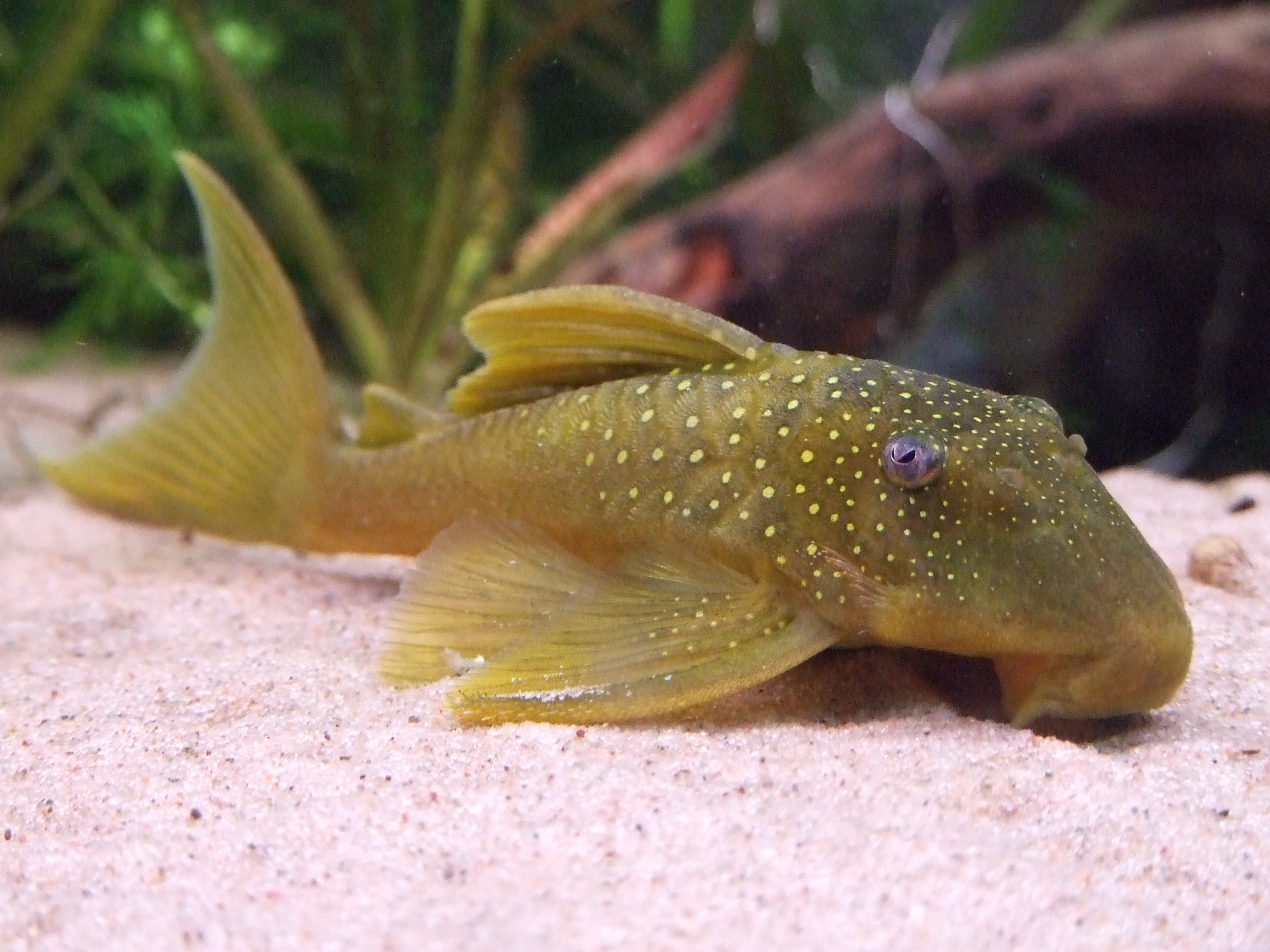 Hemiancistrus L200