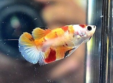 Betta Candy Hembra
