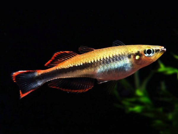 Arcoirirs De Madagascar