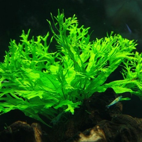 MICROSORUM PTEROPUS VAR WINDELOV
