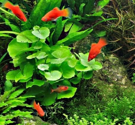 HYDROCOTYLE LEUCOCEPHALA